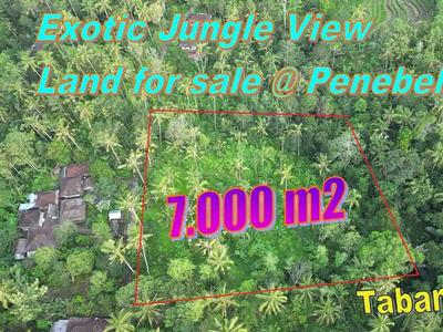 7,000 m2 Dijual Murah cocok untuk Perkebunan di Penebel