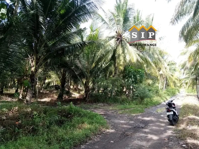 Dijual kebun Murah Akses mobil di desa wringinputih Muncar Banyuwangi