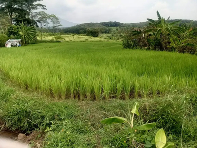 Tanah persawahan 5menit darinjalan raya