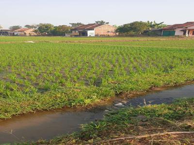 Jual sawah timur perumahan margoasri LD 26m