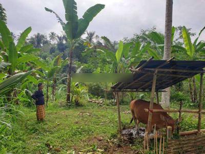 Tanah cocok villa dan, investasi di tegalalang ubud utara