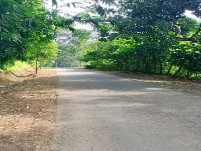 Kebun Durian Murah Lokasi Istimewa