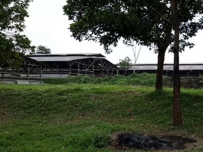 Dijual Peternakan Sapi Potong Aktif di Purwakarta, Perizinan Lengkap