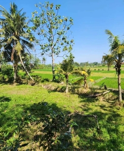 Murah Komersil 1,94 Hektar Kaba2 Canggu Bali
