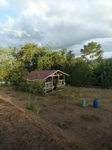 Di Jual Tanah kebun durian Bonus Rumah musang king super Jasinga Bogor