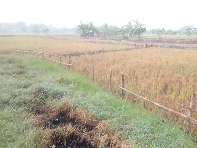 Tanah Kavling Cerme Gresik.. Ciamik 300 meter dari Jalan Raya