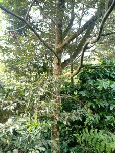 Tanah Kebun dan Durian Tajinan Malang