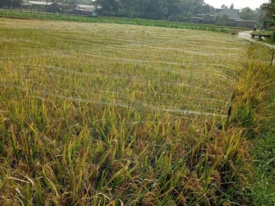 Tanah Produktif Bunut Wetan Pakis Malang