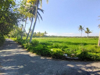 View Sawah di Kulon Progo, Kawasan Bandara YIA Jogja