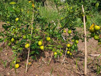 jual cepat kebun jeruk California Malangbong Garut 5612mtr
