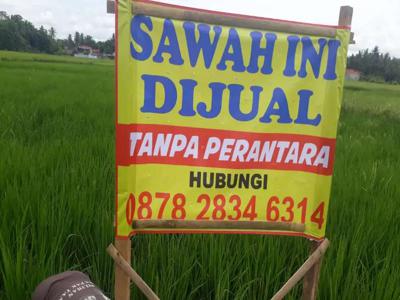 Tanah Sawah di Kebumen, Jawa Tengah.