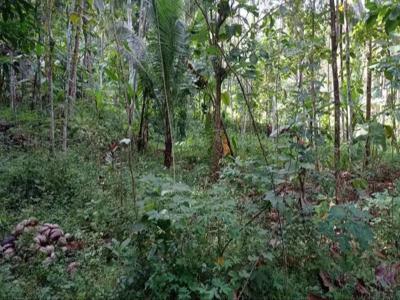 Tanah Tegalan 11 Hektar Murah 300 rb/m Purworejo Jateng