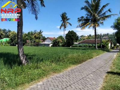 Dijual Tanah sawah Produktif Di Desa Gladag Rogojampi - Banyuwangi