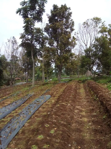 DIJUAL SHM TANAH/KEBUN CENGKEH, KAKI GUNUNG CAKRABUANA, KAB. SUMEDANG