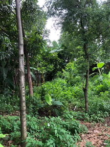 Jual Tanah Daerah Pondok Cabe Cocok untuk Bikin Cluster atau Kontrakan