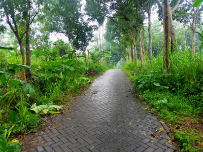 Prigen luas 3100 view taman dayu banyak pohon durian