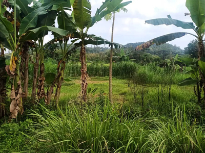 TANAH PEKARANGAN VIEW SAWAH DAN PEGUNUNGAN UNT HUNIAN,HOMESTAY JK11665