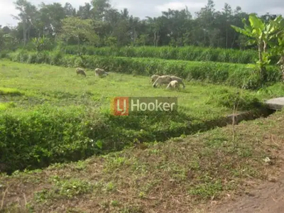 TANAH SHM SIAP BANGUN LOKASI DI JALAN KALIURANG KM 17 AREA YOGYAKARTA