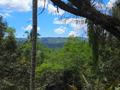 tanah kebun durian murah ditabanan bali