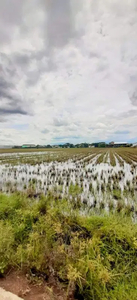 Dijual Cepat Lahan Sawah 1,3Ha,Zona Industri di Parangjoro,Sukoharjo