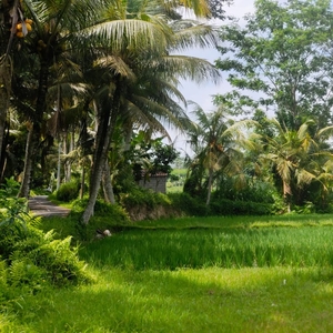 Dijual Lahan Premium Di Ubud view sawah dan jungle