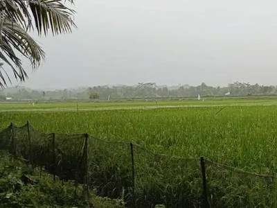 Dijual Sawah Area Cilacap