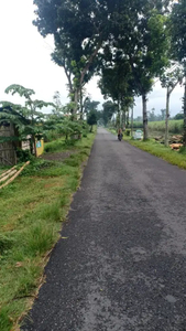 Dijual Tanah Sawah Desa Darungan