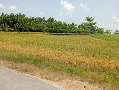 Dijual Tanah Sawah PRODUKTIF