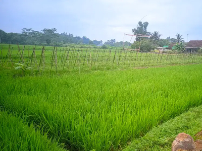 Dijual tanah sawah seluas 63 ubin