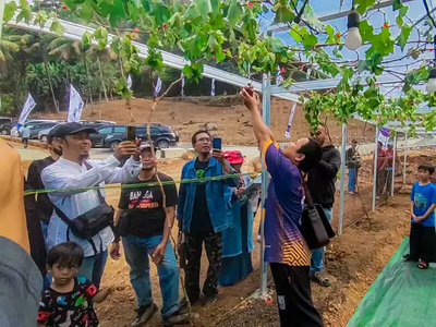 Investasi Untung Tanah Kavling Murah Kebun Anggur Produktif di Bogor