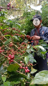 Jual kebun kopi subur kerangtengah kab garut