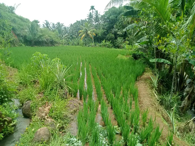 Jual sawah / gade