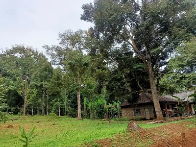 Kebun durian produktif jumantono