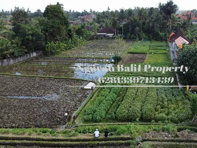 Land For Sale Murah Luas 15 Are View Sawah dan Gunung di Ubud
