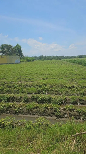 Sawah terletak d pinggir jalan