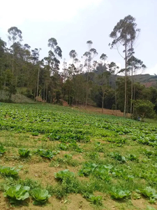 Tanah kebun cigugur cikajang garut, lt 3 ha, satu pemilik