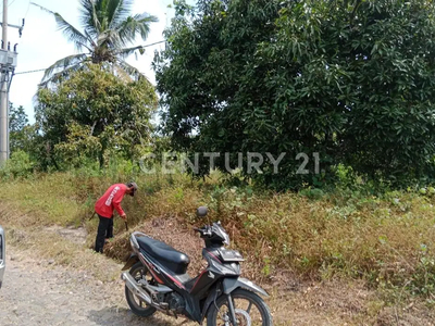 Tanah Lahan Perkebunan Di Cianjur Jawa Barat