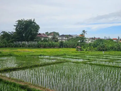 Tanah Murah View Sawah Kuwum Kerobokan Bali