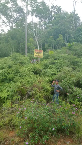 Tanah Perkebunan