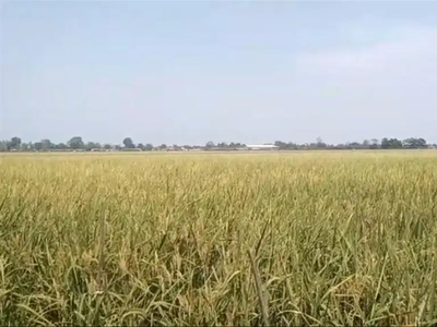 Tanah Sawah Produktif 30.ribu.m2 di Talagasari Karawang