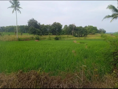 dijual sawah aktif 7.031m2, SHM