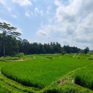 Dijual Tanah view Cantik di Ubud view persawahan cocok untuk Villa