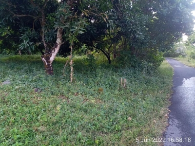 jual tanah di Tulamben sudah isi pohon mangga