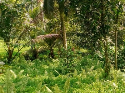 tanah kebun durian murah di tabanan bali