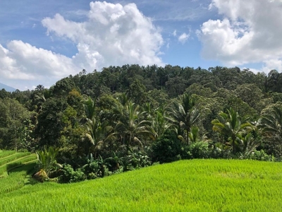 Tanah Kebun View Sawah Gunung Dan Sungai Murah Di Bali