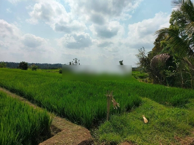 TANAH SAWAH LOKASI DI PENEBEL TABANAN