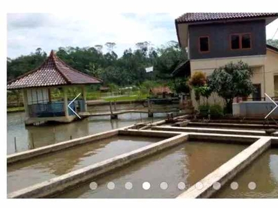 Vila Dan Kolam Ikan Cisalak Subang Jawa Barat