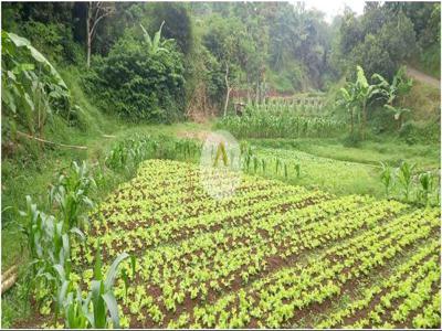 Jual Tanah Cocok untuk Villa di Cisarua Bandung Barat