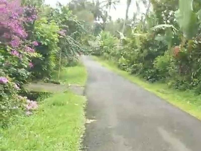 Kebun Kopi Di Tabanan Bali Hanya 20 Menit Ke Balian Beach