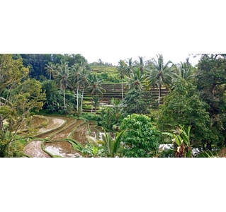 Jual Tanah 15 Are SHM View Sawah Area Senganan Penebel - Tabanan Bali